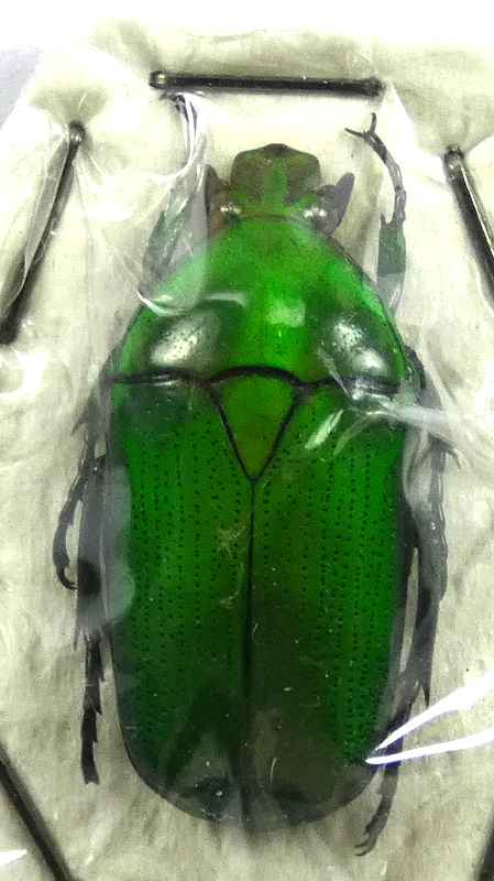 Chlorocala africana