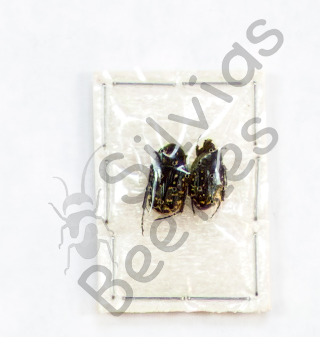 Oxythyrea noemi, ♂ ♀