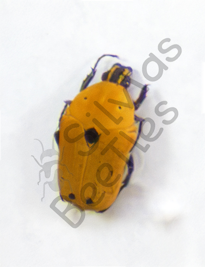 Euchroea auripimenta