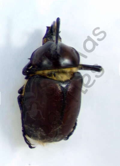 Golofa sp., ♂