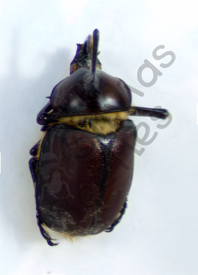 Golofa sp., ♂