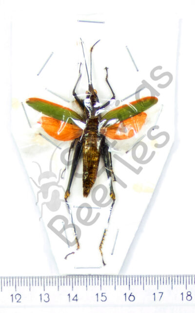 Orthoptera ssp.