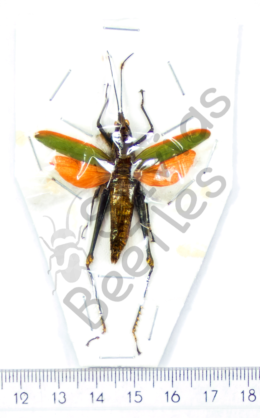 Orthoptera ssp.