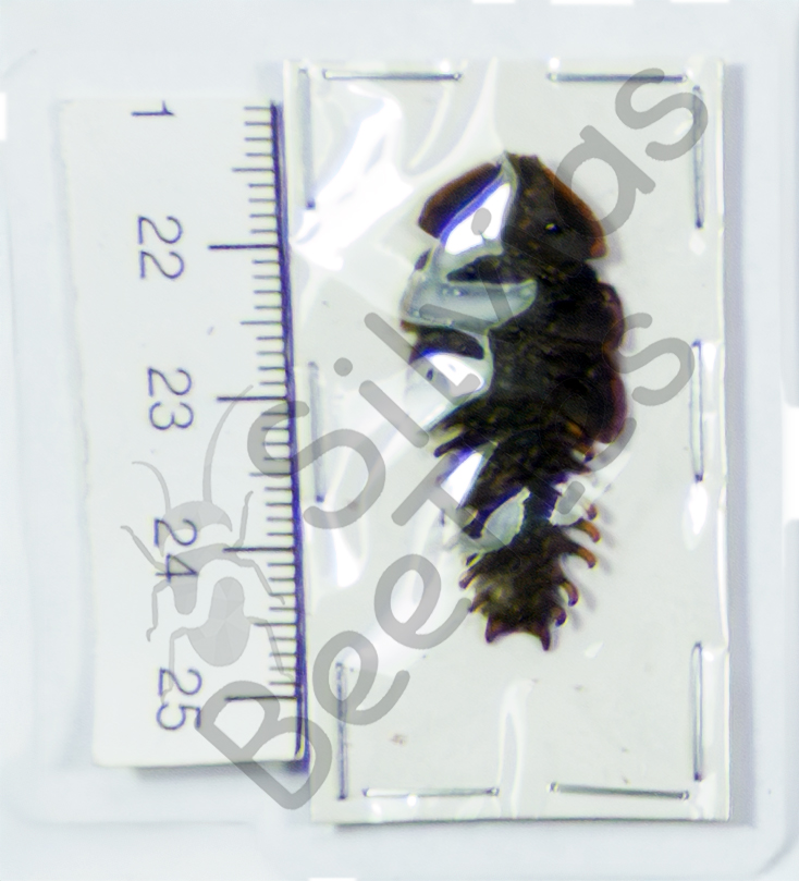 Platerodrilus, Dulticola sp.