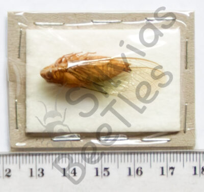 Cicadidae sp.