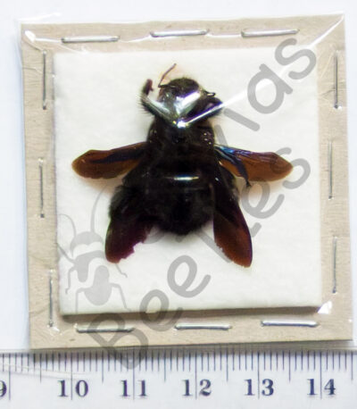 Xylocopa sp.