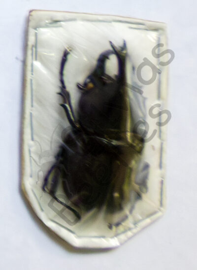 Xylotrupes gideon, ♂