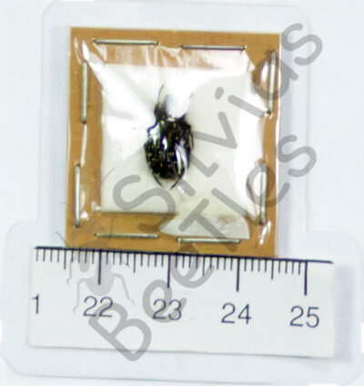 Cetoninae ssp.
