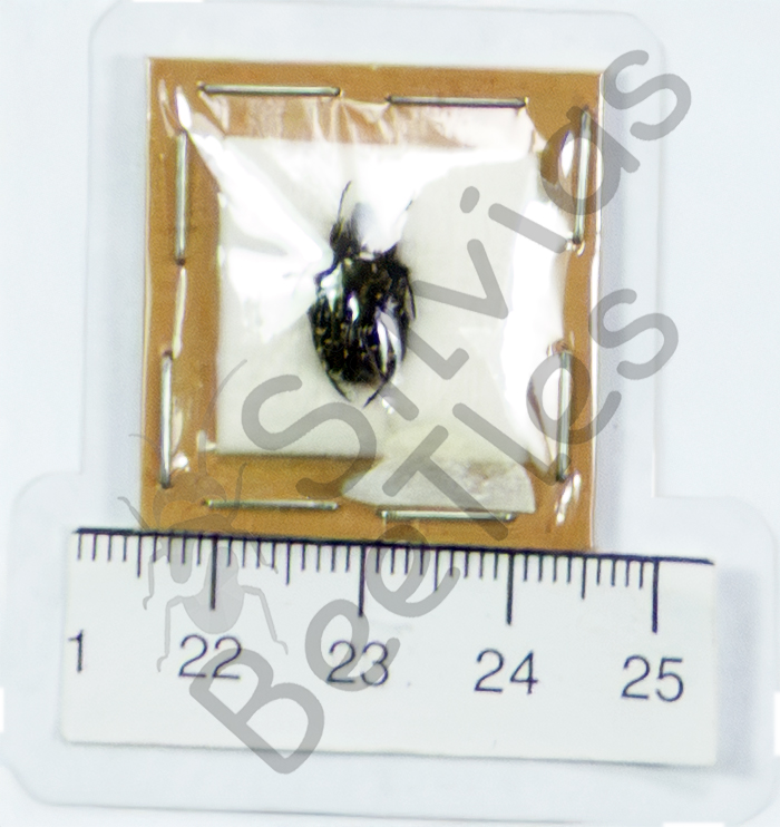 Cetoninae ssp.