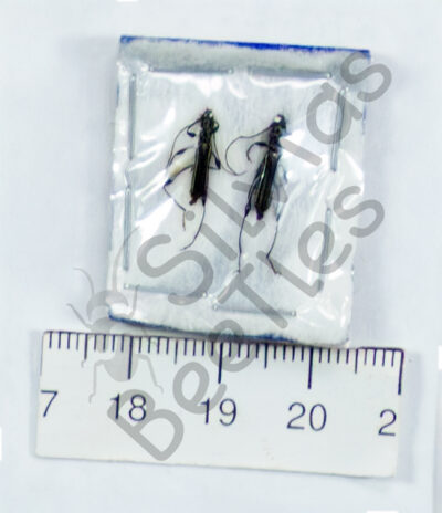 Cerambycidae ssp.