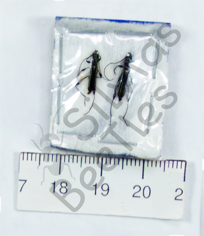 Cerambycidae ssp.