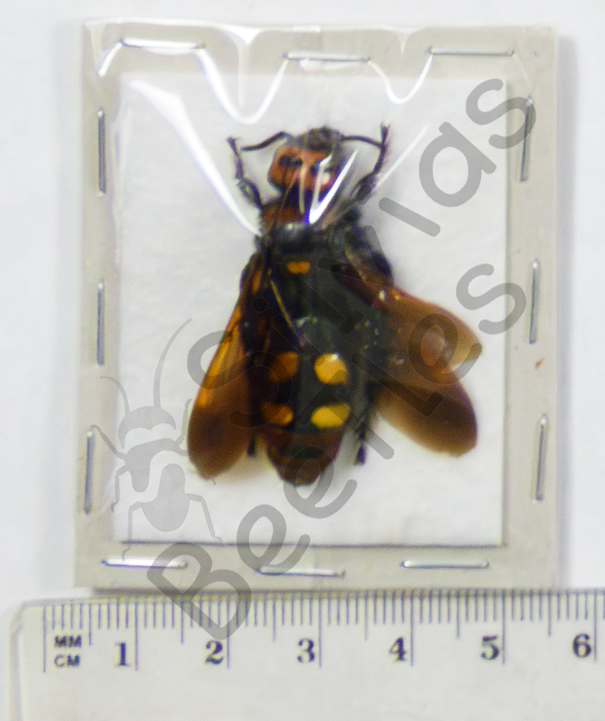 Megascolia maculata