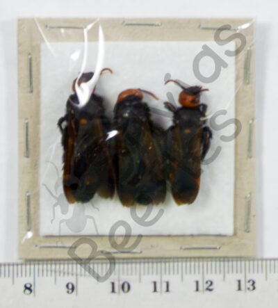 Megascolia maculata flavifrond