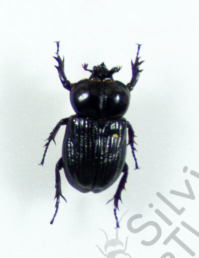 Phileurus truncatus