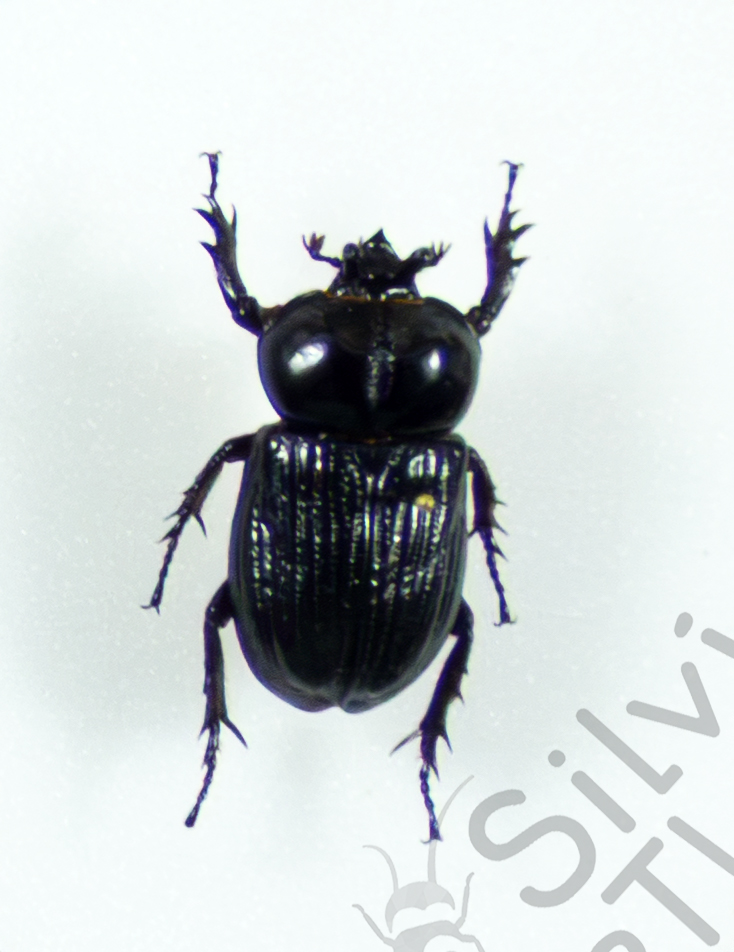 Phileurus truncatus