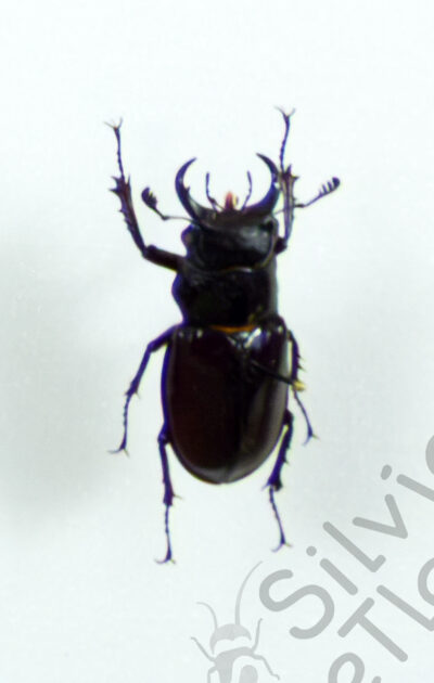 Lucanus sp.