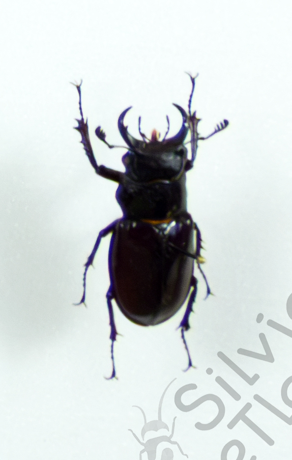 Lucanus sp.