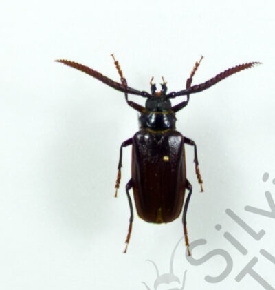 Prionus imbricornis