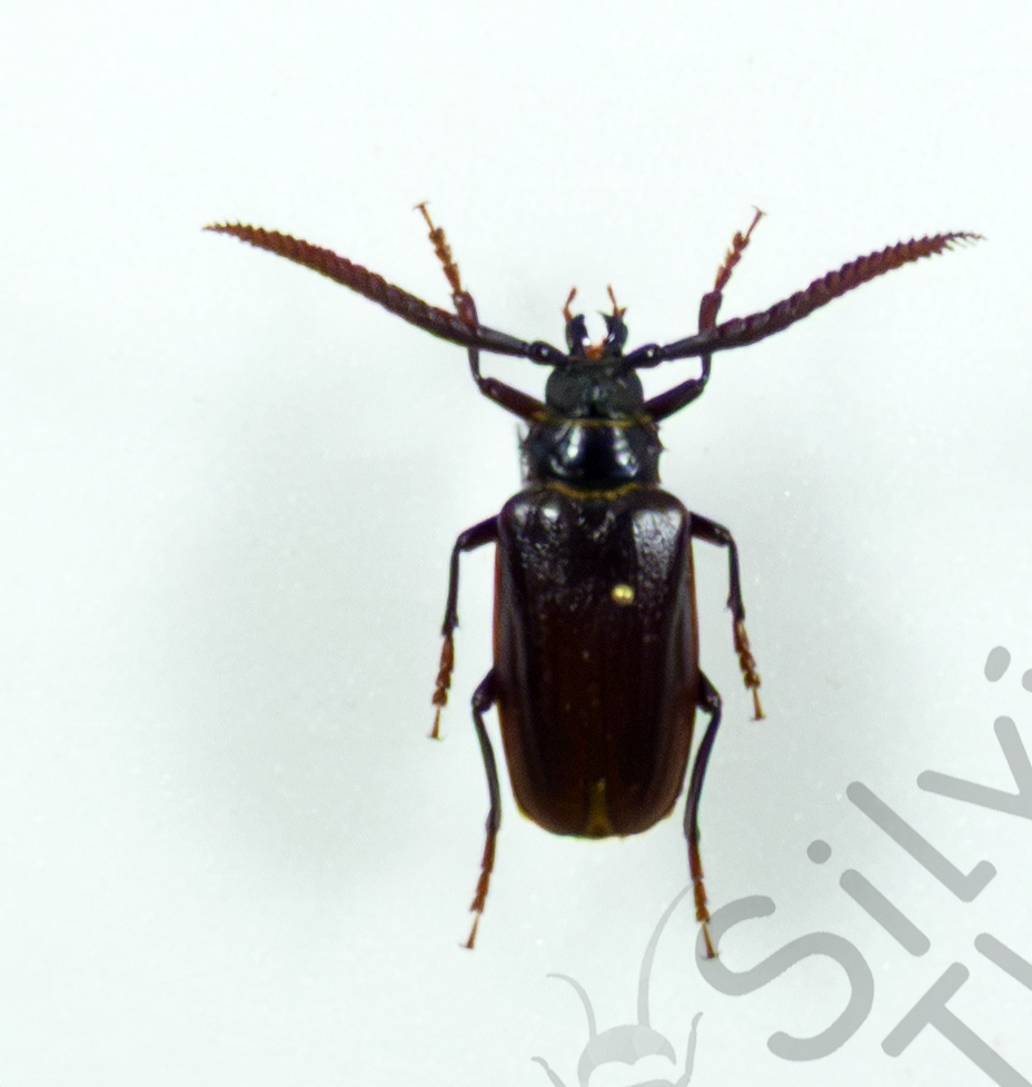 Prionus imbricornis