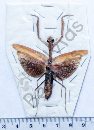 Dictyoptera, Statilia nemoralis