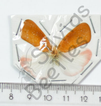 Homoptera, Nephesa suffusa