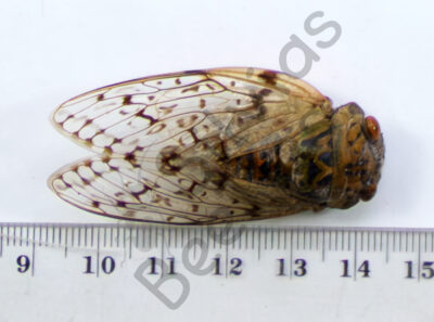 Cicadidae sp.